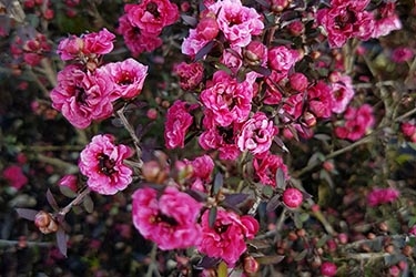 Leptospermum Rosy Morn (2).jpg